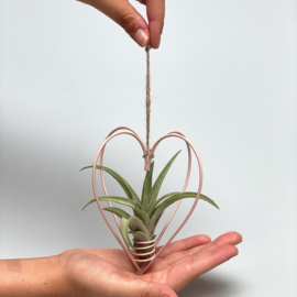 Metal heart pink + tillandsia multiflora