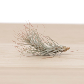 Tillandsia funckiana SMALL