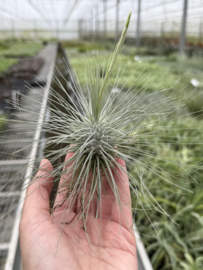 Tillandsia argentea JUMBO