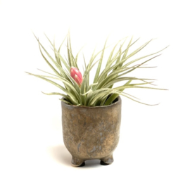 potje bronze + airplant