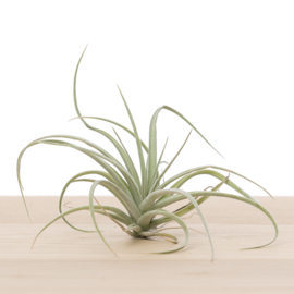 Tillandsia Pohliana