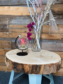 Kleine Globe met airplant