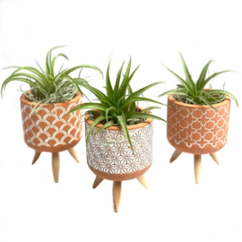 Terra pot geometric + airplant