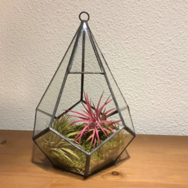Diamant Terrarium