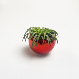 Magneetpotje rood (glad) + ionantha rubra XL