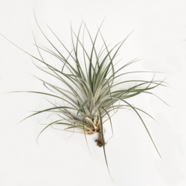 fasciculata JUMBO (met bloemknop)