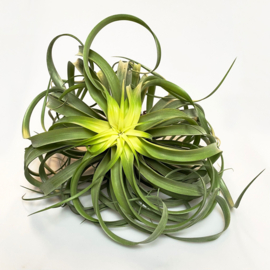 Tillandsia capitata jumbo met bloemknop
