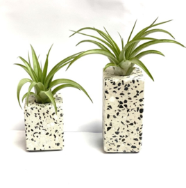 Terrazzo 10cm + tillandsia multiflora