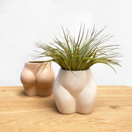 Lady butt white + airplant