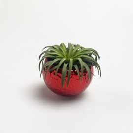 Magneetpotje rood (kreukels) + ionantha rubra XL