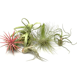 MIX: steptophylla, ionantha rood, andreana XL, bulbosa, pruinosa