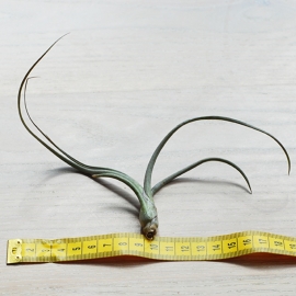 Tillandsia baileyi