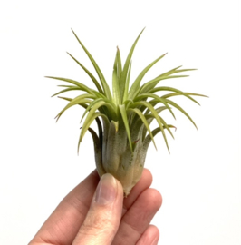 Tillandsia ionantha Rubra