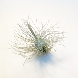 Tillandsia argentea JUMBO