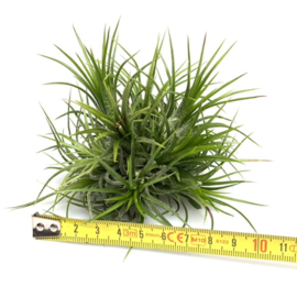 Tillandsia ionantha cluster (medium)