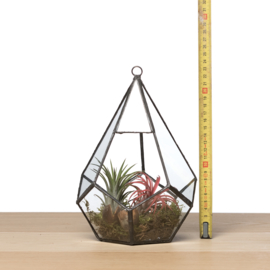 Diamant Terrarium