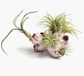 (DIY) Barnacle + Airplants