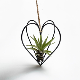 Metal heart black + tillandsia multiflora