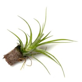 Tillandsia mizuki