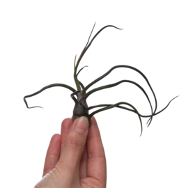 Tillandsia bulbosa Large