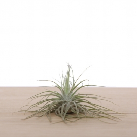 Tillandsia magnusiana