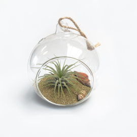 (DIY) Beach ball 10cm + Airplant