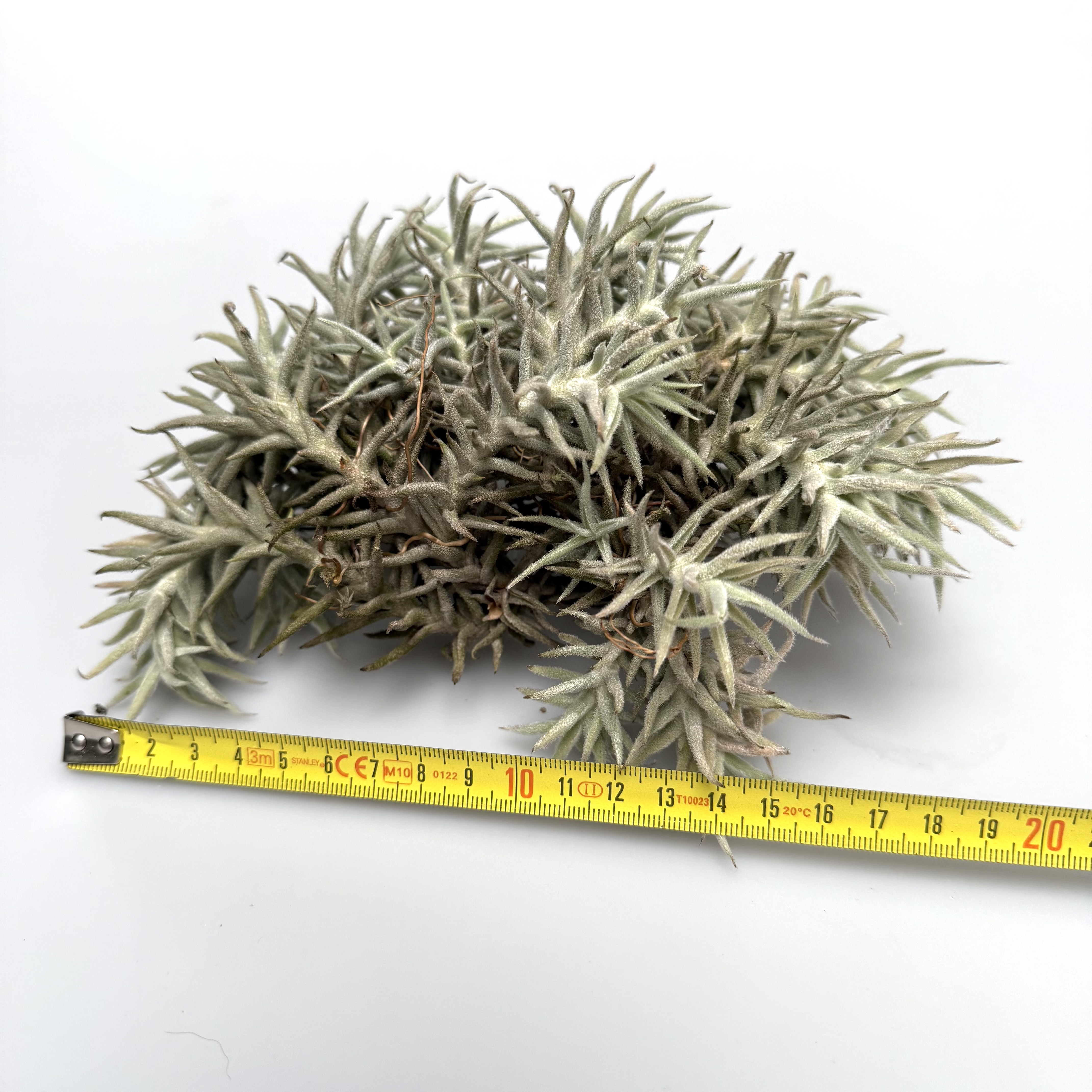 Tillandsia paleacea minor cluster