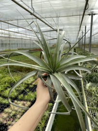 Tillandsia fasciculata JUMBO (hybride)