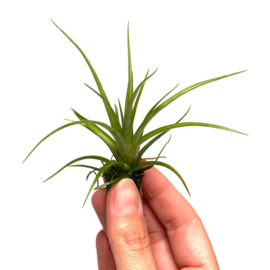 Tillandsia mizuki