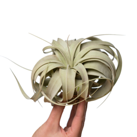 Tillandsia xerographica