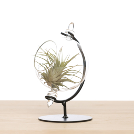 Kleine Globe met airplant