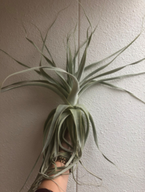 Tillandsia straminea Thick Leaf (XXL)