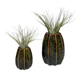 Carambola 7cm donkergroen + airplant