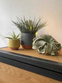 Geel/terra potje klein + airplant