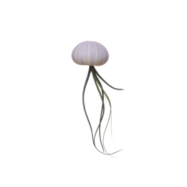 Kleine violet Jellyfish met tillandsia (zee-egel + luchtplantje)