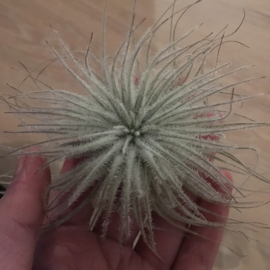 Tillandsia tectorum Snow