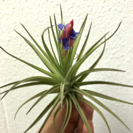 Tillandsia aeranthos