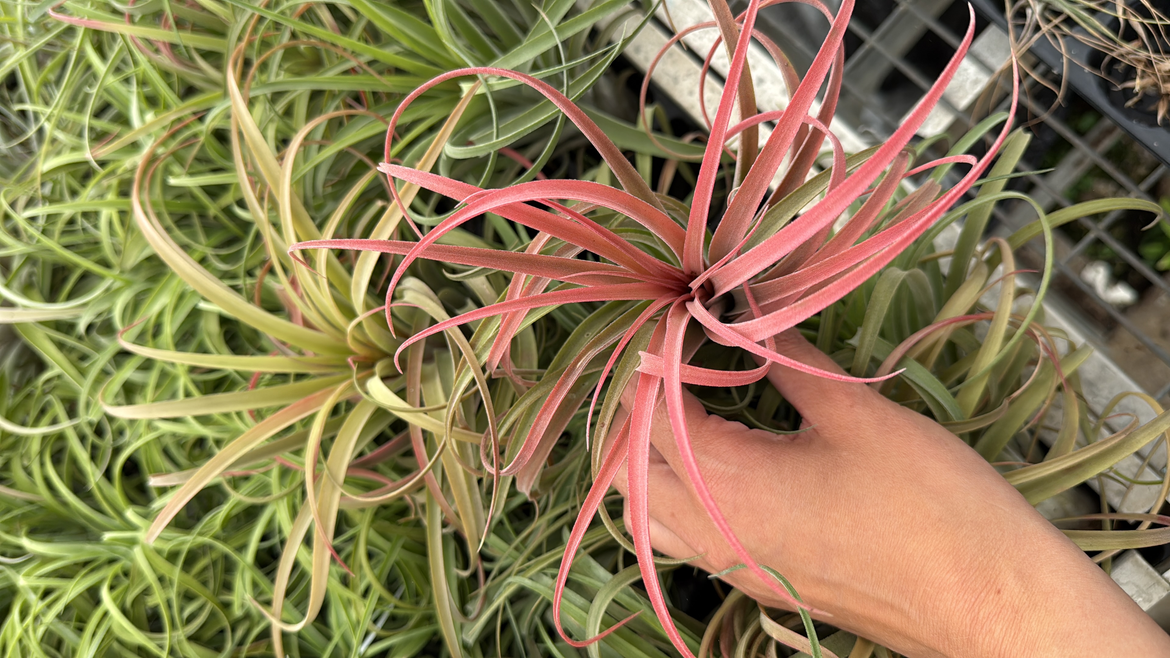 Tillandsia capitata Yellow x ionantha Yellow