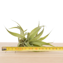 Tillandsia cacticola (Large)