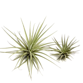 Tillandsia espinosae XXL