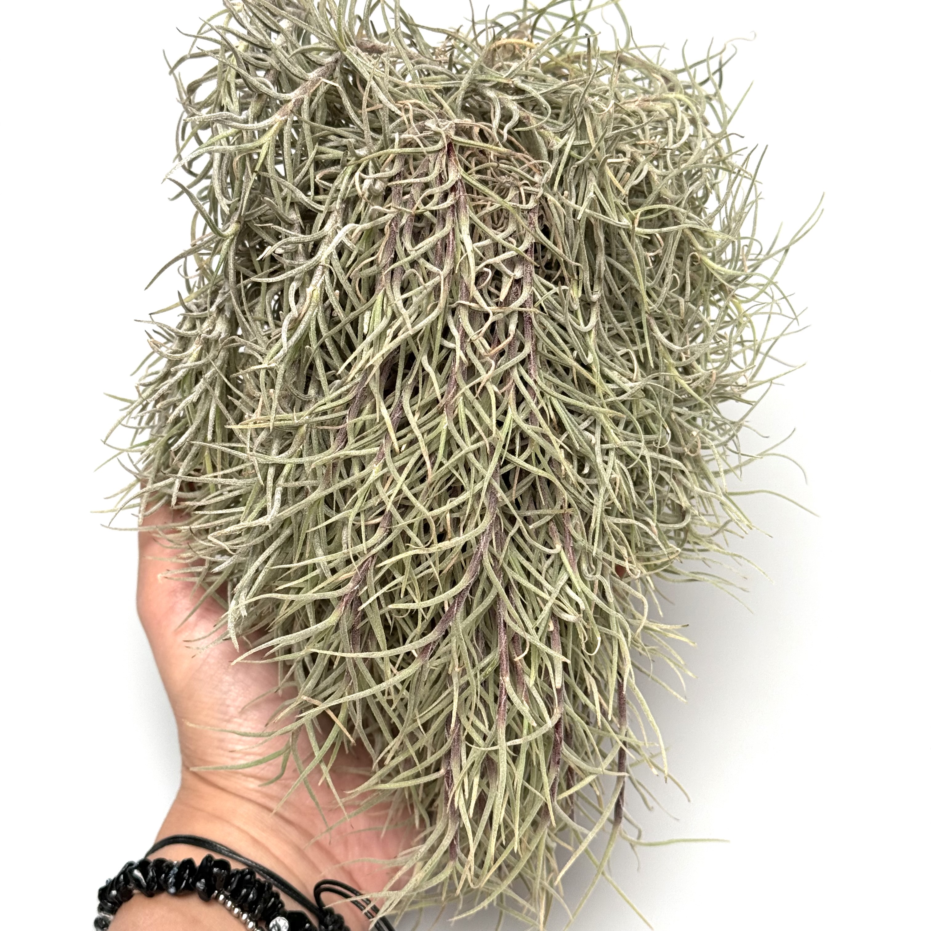 Tillandsia capillaris cluster