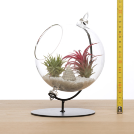 Grote Globe met 2 airplants