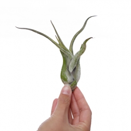 Tillandsia Caput Medusae