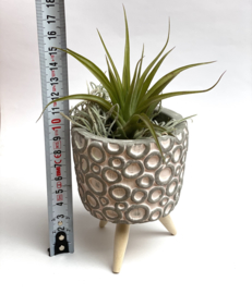 Cement pot (pink circles) on legs + airplant