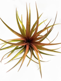 Tillandsia capitata Orange XL