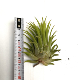 Tillandsia ionantha Rubra XL