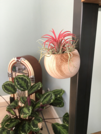 Magneethouder houtlook met airplant