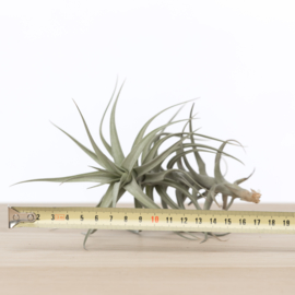 Tillandsia bergerii