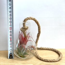 Lightbulb touw incl. Ionantha rood