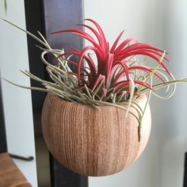 Magneethouder houtlook met airplant